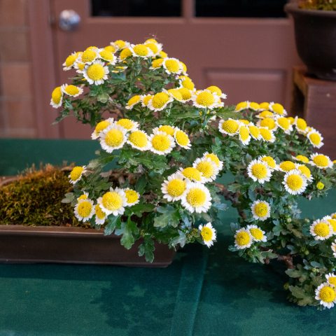 Small daisy-like blooms with a prominent, raised golden-yellow center. 