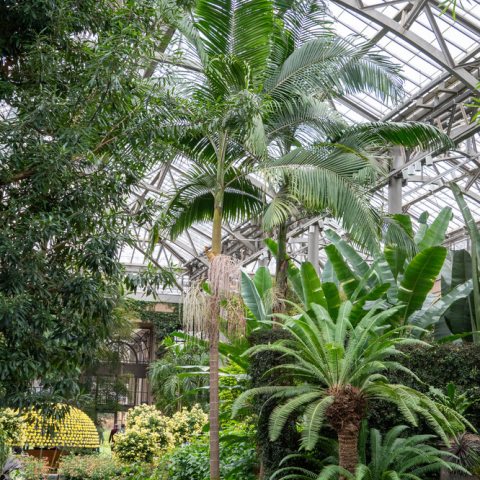 Tall, slender Australian palm with glossy green leaves that produces small, bright red, round fruits.(\(10\)-\(15\) mm in diameter) that hang in clusters, 