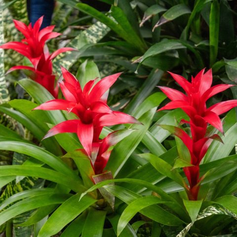 Fiery-red colorful bracts with green strappy foliage. 