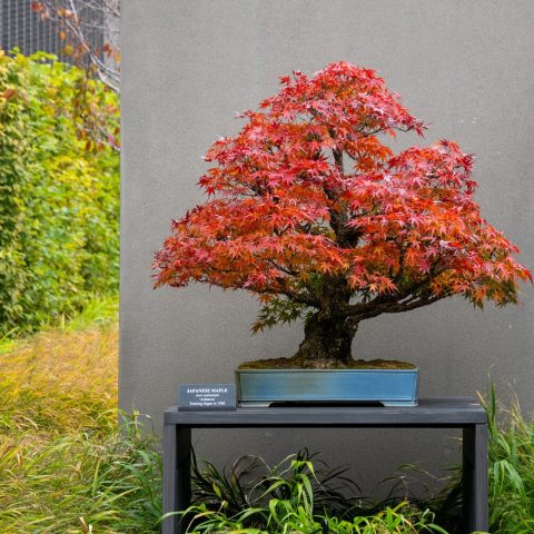 Leaves turn brilliant shades of yellow, orange, and red in the autumn, which creates a striking contrast with the tree's unique, thick, corky bark. 