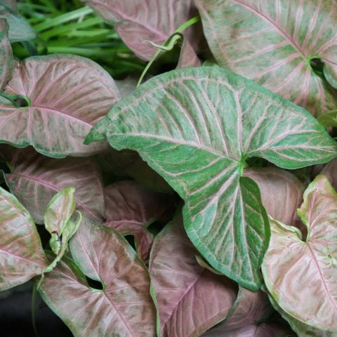 Arrow-shaped leaves featuring a mix of pink, cream, and green colors, in a watercolor-like pattern. 
