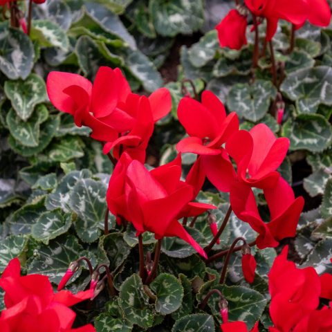 Vibrant scarlet-red flowers and heart-shaped, dark green leaves often marbled with silver.