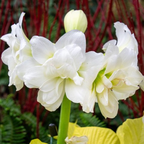 Large, fully-double, snow-white blooms with two or three layers of petals.