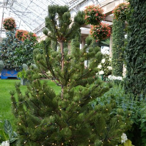 Evergreen conifer known for its dark green, stiff needles, 