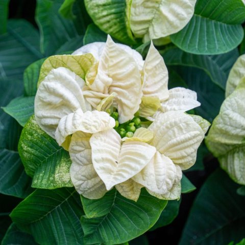 Compact poinsettia cultivar known for its medium-sized, pure white ruffled bracts. (modified leaves)., and 