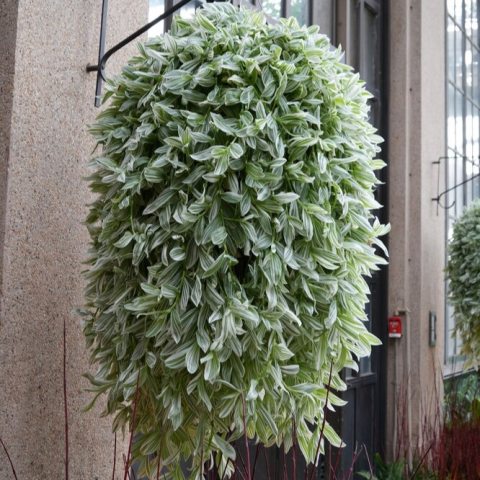 Trailing plant with green and white variegated foliage. 