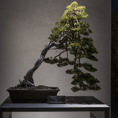 This slant style evergreen juniper bonsai is known for its dense, gray-green scale-like foliage. 