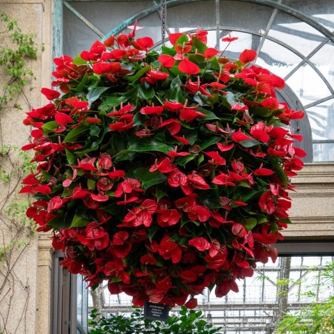 Large, bright red spathe (the colorful "flower"). A tropical plant with glossy, dark green leaves.