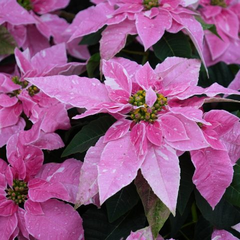 Compact hybrid poinsettia, featuring patterned pink bracts or modified leaves. 