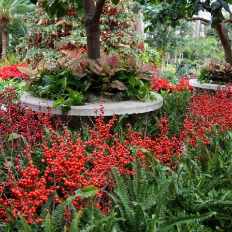 Clusters of bright red berries cover the stems of this native deciduous shrub. 