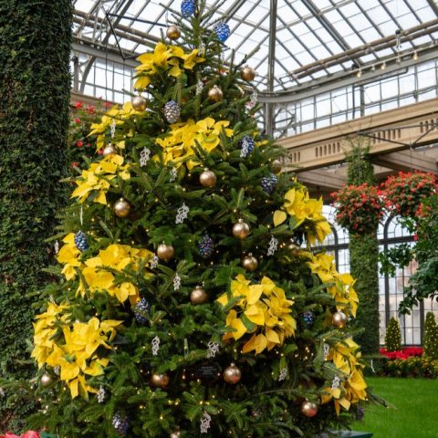'Golden Glow' poinsettias are strategically clustered on a Fraser Fir tree.