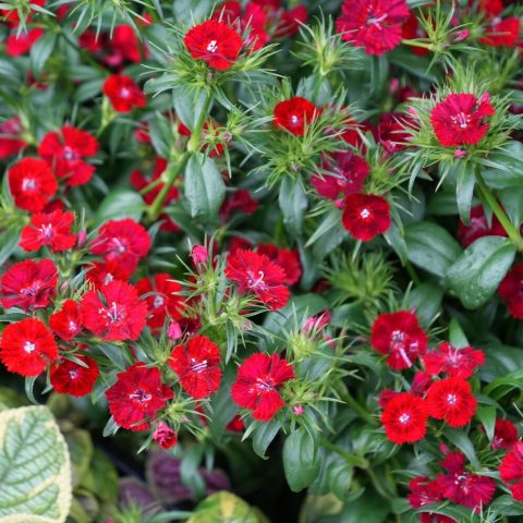 Dense clusters of deep red, fringed, flowers. 
