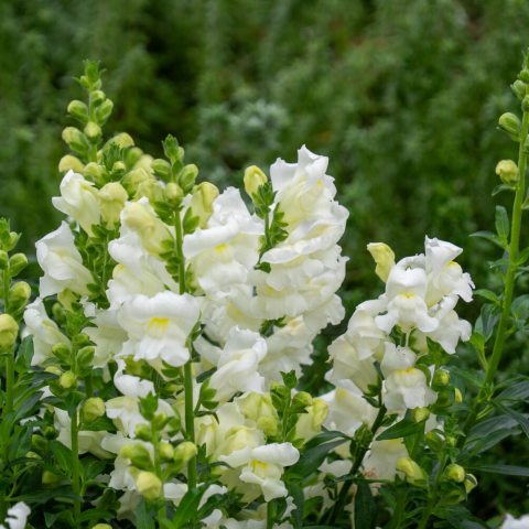 An upright snapdragon with tall spikes of white, tubular flowers that have a yellow throat. 