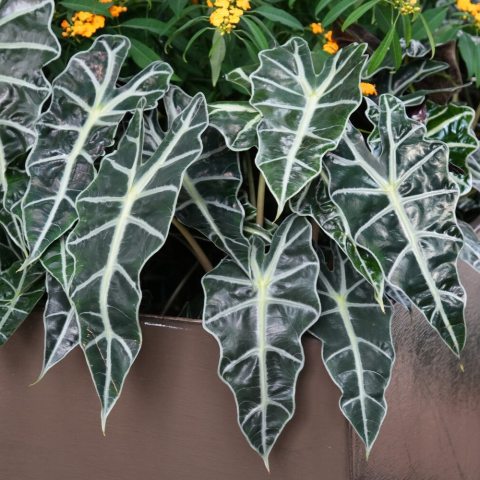 A compact houseplant with glossy, arrowhead-shaped, dark green leaves that feature striking, light green or silvery-green veins and a scalloped texture.