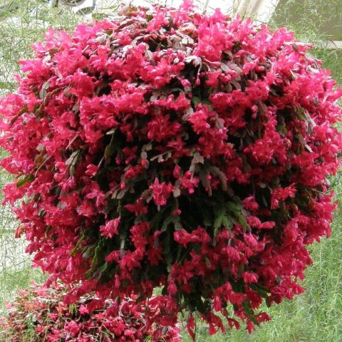 vibrant, dark pink to cherry-red flowers blooming in late fall, typically around Thanksgiving.