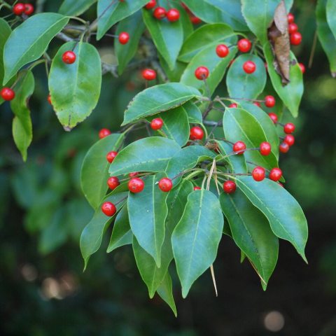 Evergreen, smooth leathery leaves with long stalks of bright red fruit, when in fruit. 