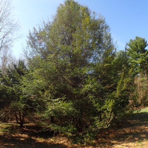 A graceful, pyramidal tree with lacy, dark green needles that have two pale bands on the underside, and small, pendant cones that hang from twig tips.