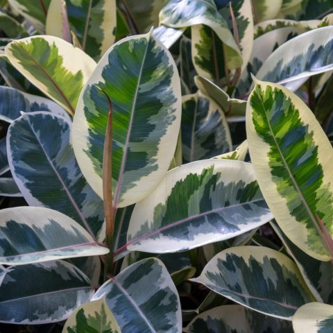 Vibrant, variegated Rubber Plant known for its large, glossy leaves featuring stunning patterns of creamy white, soft green, and sometimes blush pink.