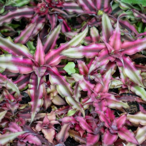 Star-shaped rosette of wavy, dark red leaves with a darker central stripe.