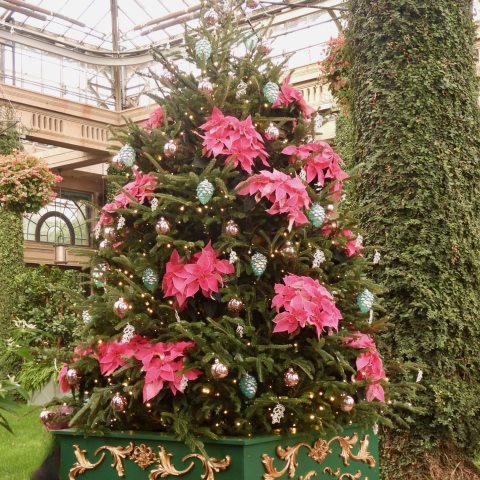 Clusters of bright pink poinsettias, envelop the Fraser Fir tree.  