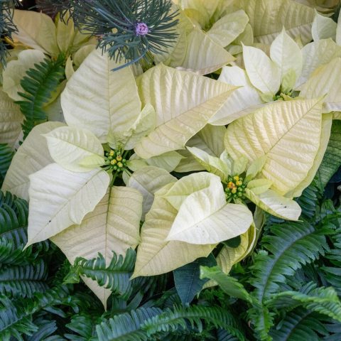 Features creamy white to soft green bracts with a fresh, wintery look surrounding small yellow flowers at the center.
