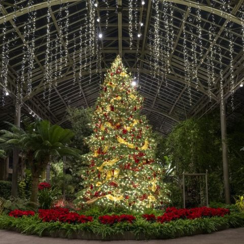 An extravagant rotating 24-foot white fir tree illuminated with warm white lights is decorated with red rubies with gold ornaments, and a swath of ornate garland in red and gold. 