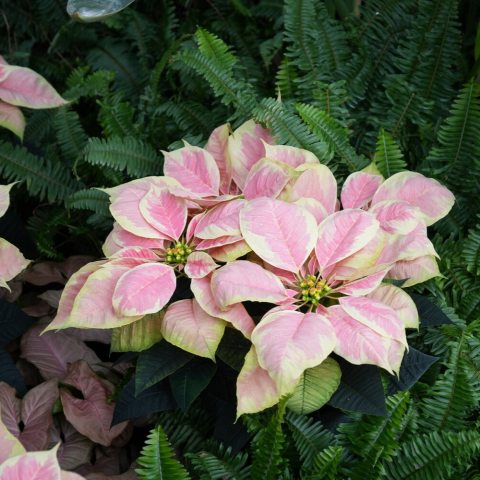 Known for its "marble" colored bracts (modified leaves), which are a marbleized mix of pink and white, set against dark green foliage.