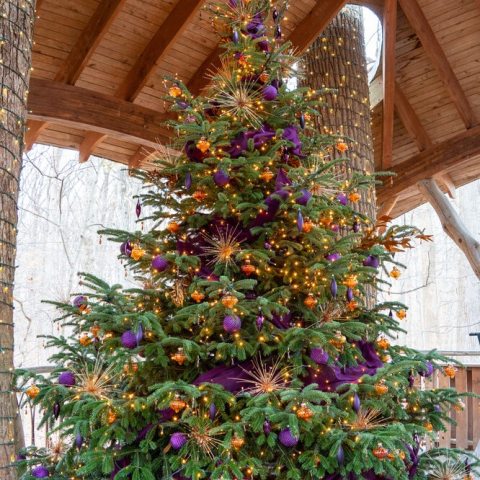 12- foot large cut Fraser fir (Abies fraseri) is decorated with hand crafted amber and plum colored fabric ornaments with preserved and dyed natural elements and illuminated with champagne colored lighting.