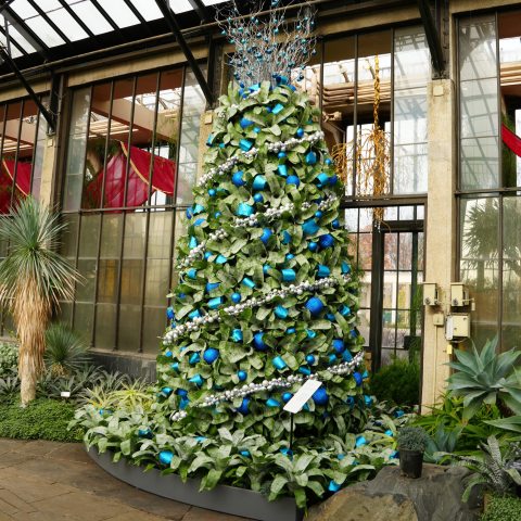 A living composition of textured plants features urn-plants accentuated with a silver ball garland, sparkly blue ribbon and ornaments, with twinkling blue fairy lights.  