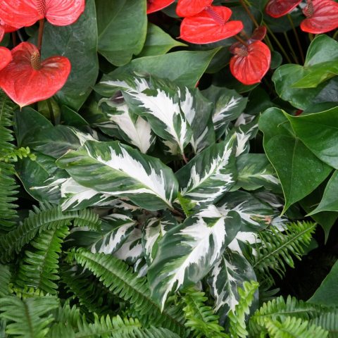 A compact, houseplant known for its vibrant, peacock-like foliage featuring dark green margins and striking white/light-green mottling.  It folds its leaves up at night.