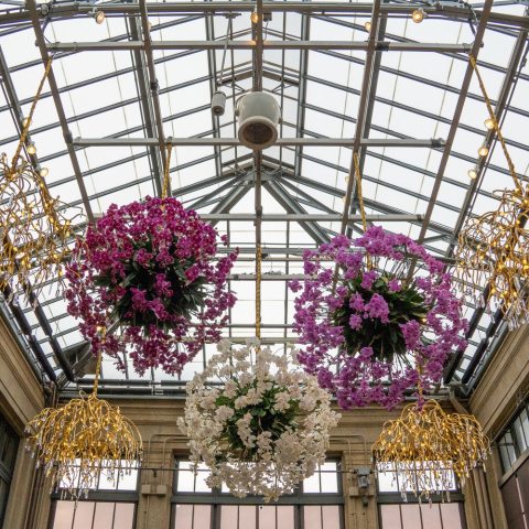 Hanging baskets of pink and white Phalaenopsis orchids are suspended from the Orchid House ceiling. 