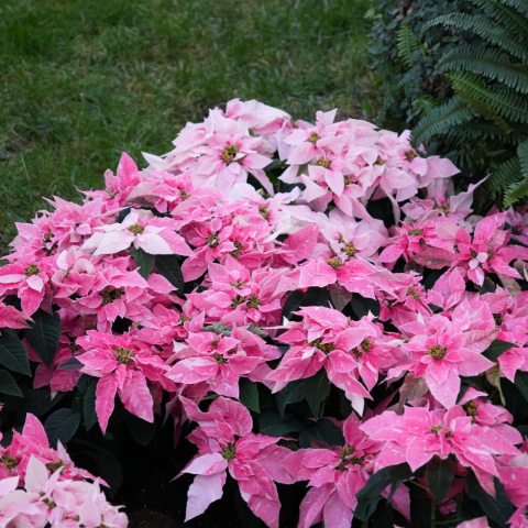 A compact poinsettia with a unique pink and white speckled "glitter" or "jingle bell" appearance