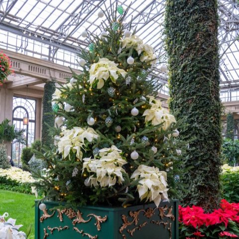 Stunning Frazer Fir tree with clusters of living white poinsettias strategically placed throughout the tree.