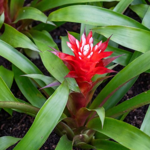 Vibrant, long-lasting red bracts (modified leaves) with white tips, forming a striking "flower" from glossy green foliage. 