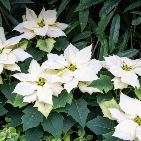 Compact habit and abundant, snowball-like double white flowers. 
