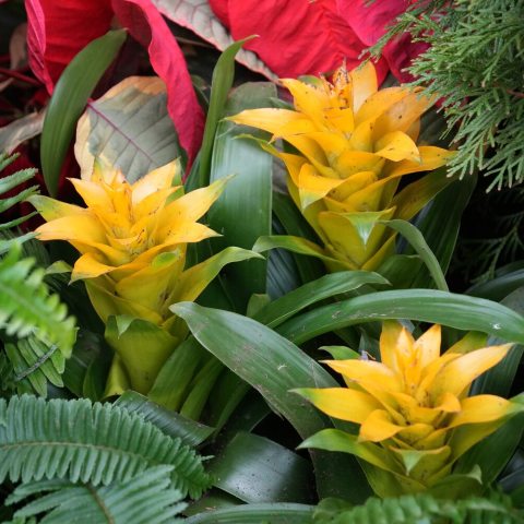 Lush green rosette of strap-like leaves and a single, stunning, long-lasting, torch-like flower spike featuring bright yellow bracts.