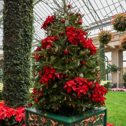 A unique poinsettia cultivar known for its distinctive, deeply lobed oak-leaf shaped foliage and abundant, vibrant dark red bracts (modified leaves), that appear clustered and abundant.