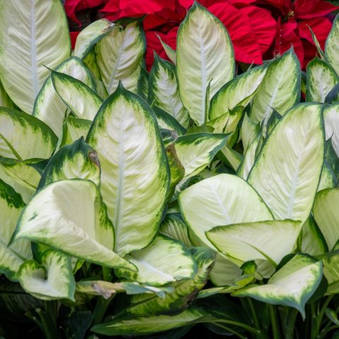 Large, oblong leaves, which are beautifully variegated with a blend of bright green, yellow, and white hues.