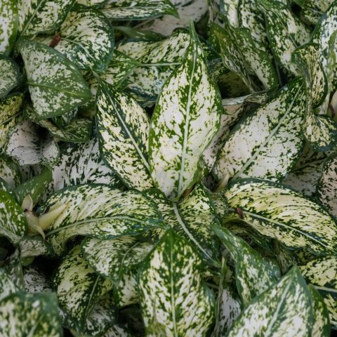 This upright groundcover features a blend of dark green edges with creamy-white and bright green splotches in the center of its leathery leaves. 