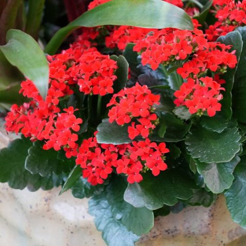 Long-lasting red flowers with glossy, leathery leaves.