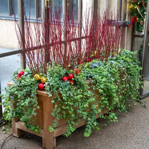 Striking ornamental shrub with bright, fiery Three-foot red stems.