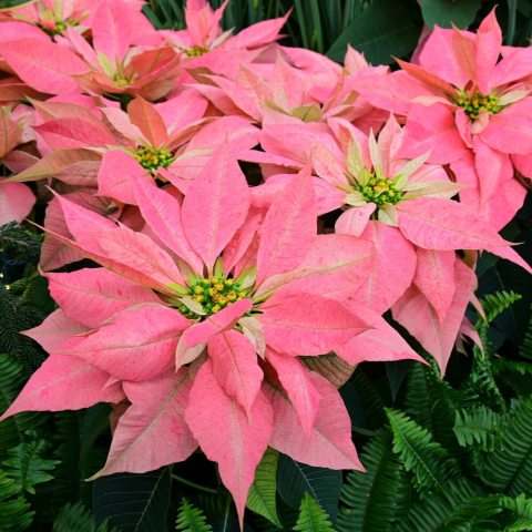 Features soft pink, delicately speckled bracts with creamy undertones surrounding small yellow center flowers.