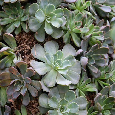 Popular succulent plants known for their striking rosette shape, fleshy leaves, and diverse colors ranging from greens and blues to purples and reds.