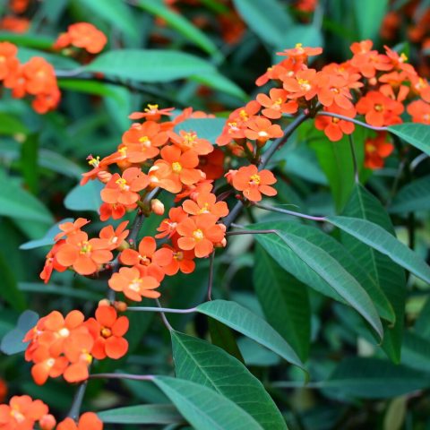 Pretty, trailing orange-salmon flower. 