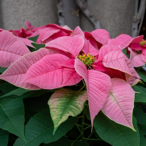 Vibrant, poinsettia known for its cheerful soft pink bracts (modified leaves) surrounding tiny yellow flowers, featuring dark green foliage. 