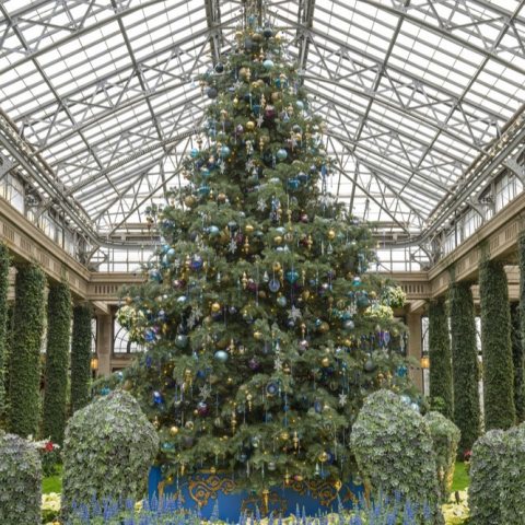 A large and wide 22-foot white fir twinkles with warm white lighting and jewel toned crystal ornaments in deep blue, cobalt, plum and gold. 