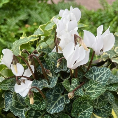 Delicate, upswept flowers in shades of pink, red, white, or purple, rising above dark green, silver-patterned leaves.