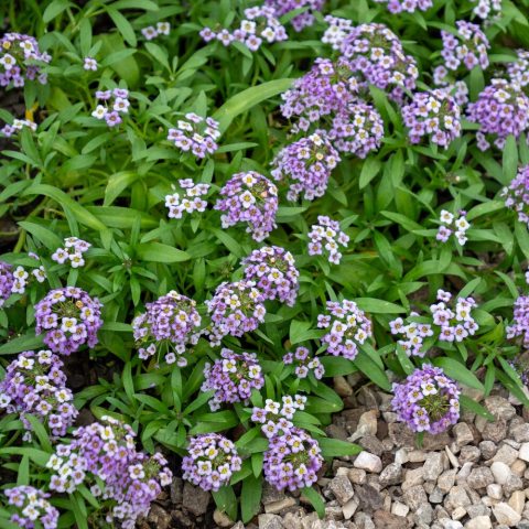 Clouds of small, intensely fragrant lavender flowers clustered densely on a vigorous, mound.