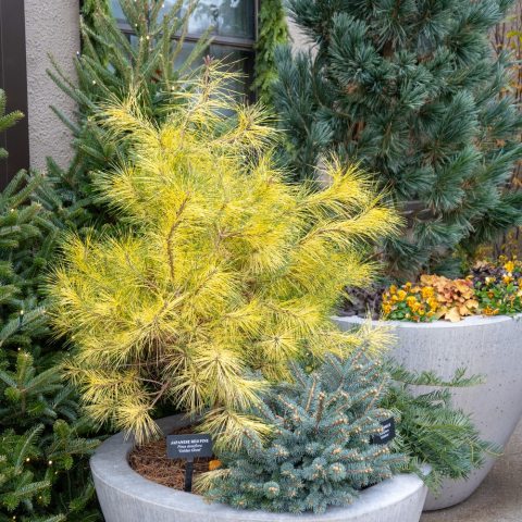 Dwarf Japanese Red Pine known for its striking soft yellow needles. that create a shimmering effect.   shimmering effect