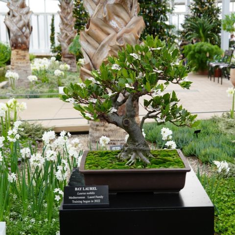 Aromatic, dark green, leathery leaves, often used for seasoning, with a fissured grey bark. 